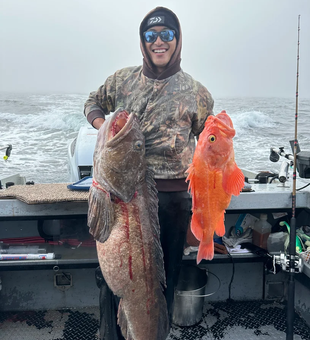 Powerful Alaska lingcod and rockfish on a private fishing charter