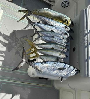 Fishing in Miami: always a good idea