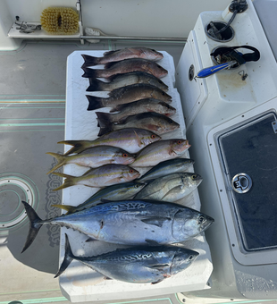 Blasted today with big Little Tunny, Grey Snapper, and Yellowfin!