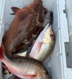 Red grouper and mutton snapper from Biscayne Bay!