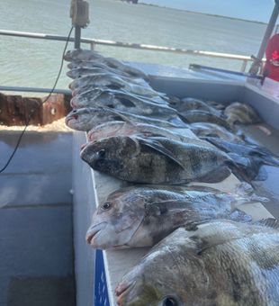 Port Arthur sheepshead, black drum and tautog filling the cooler!
