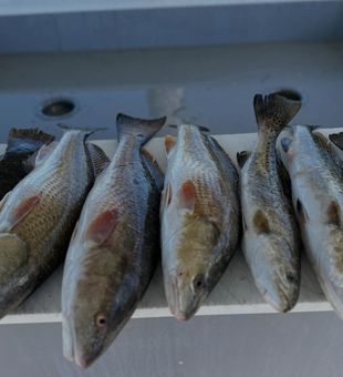 Port Arthur redfish and speckled trout filling the cooler!