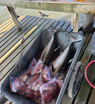 Fresh Tuna Meat! 