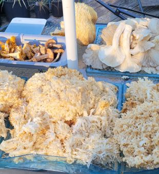 Fungi Foraging Classes In California