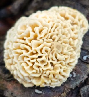 Intricate brain-like fungus!