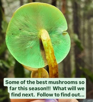 Vibrant green-gilled mushroom!