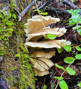 Elegant oyster mushroom cluster!