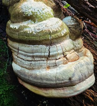 Massive bracket fungus – wild and impressive!