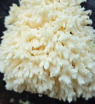 Majestic lion’s mane!