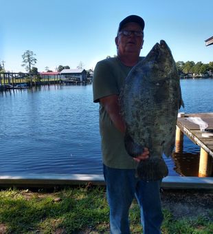 Big Tripletail catch on a calm Old Town morning!