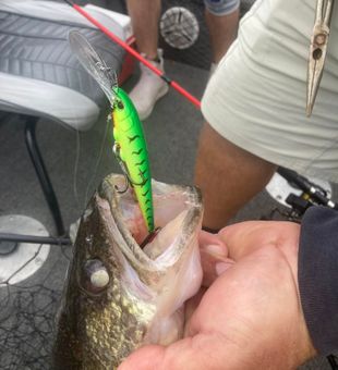 Effective Lure! - Ludington, MI.