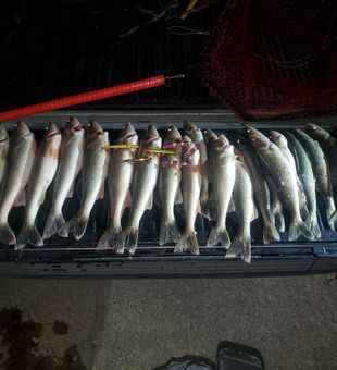 Walleye season in full swing