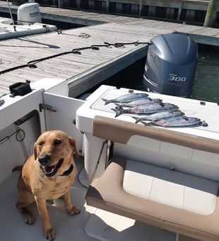 Skipjack the fishing dawg approves of this trip!
