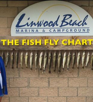 Jigging success on the Saginaw River today