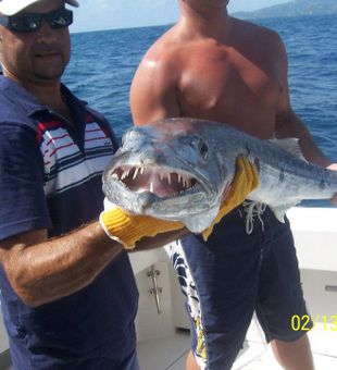 Ocean thrills and scenic with Maragata Charters
