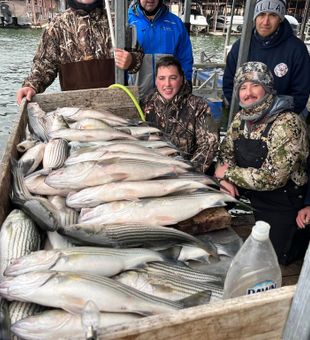 Cold-weather Striper pile on Lake Texoma