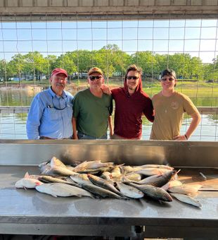 Sunny Striper pile on Lake Texoma