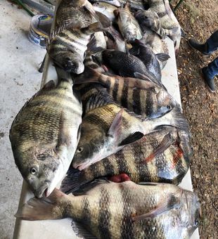 Black Drum Bounty