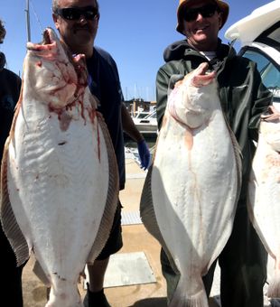 Berkeley California flounder making for an incredible day!
