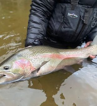 Navigating Tranquil Waters: Lake Michigan Trout