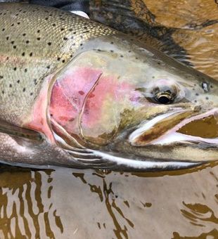 Trout Delight: Casting Shadows in Lake Michigan