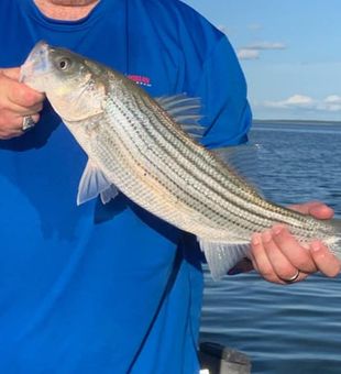 Striper Success! Big Catch at Lake Texoma