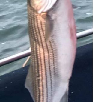 Thrills and Skills: Striper Fishing Triumph