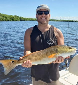 Red Drum in Bokeelia, FL