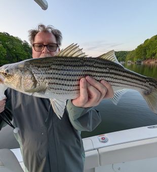Trophy striped bass in Lake Lanier!