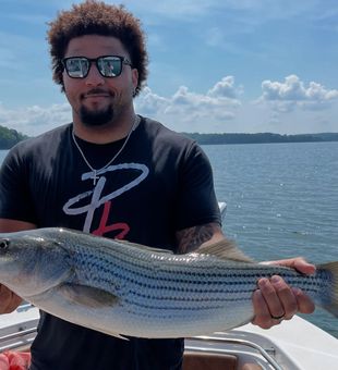 Striped bass action on Lake Lanier.