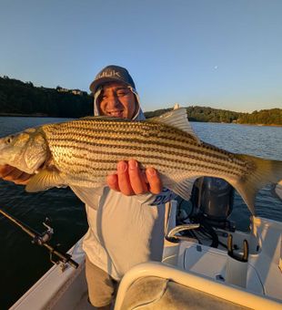 Beautiful striped bass from Gainesville GA waters!