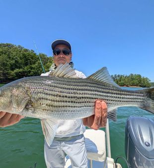Beautiful striped bass from Gainesville GA waters!