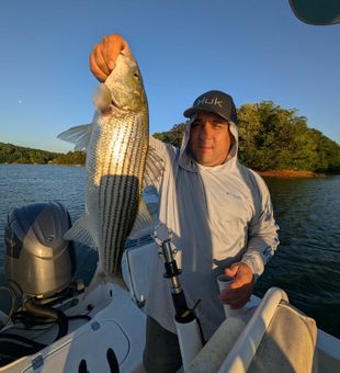 Beautiful Gainesville GA striped bass on the line!