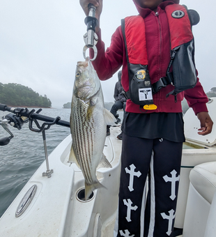 Lake Lanier striped bass caught on light tackle!