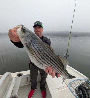 Beautiful striped bass from Gainesville GA waters!