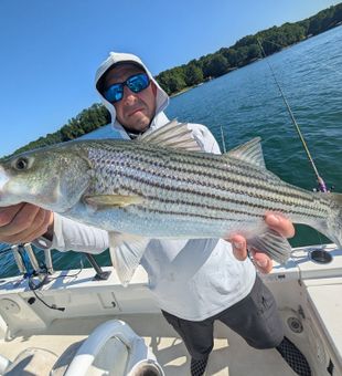 Light tackle, heavy action.