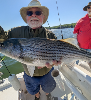 Beautiful Lake Lanier striped bass caught on light tackle!