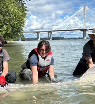 Tag your first Sturgeon today