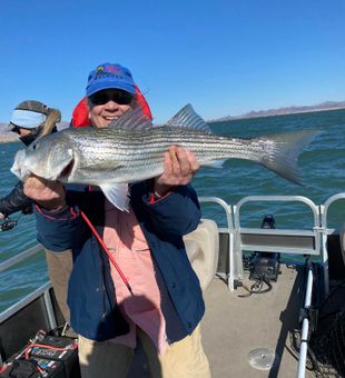 Smiling catch: bright Striped Bass!