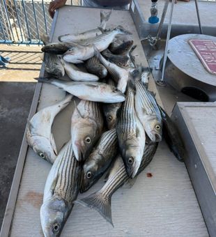 Gold Beach striped bass action delivering excellent results!