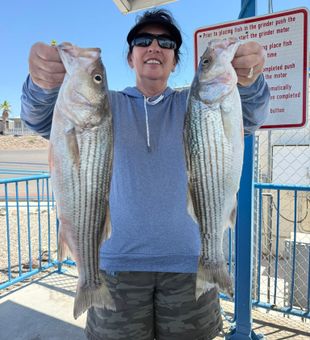 Double striped bass success in Gold Beach Oregon!