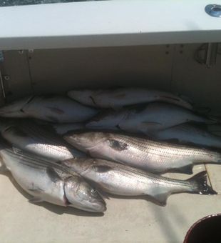 Striped Bass Haul Of The Day In Montauk, NY