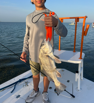 Reeling in the best Black Drum on a crystal clear day!