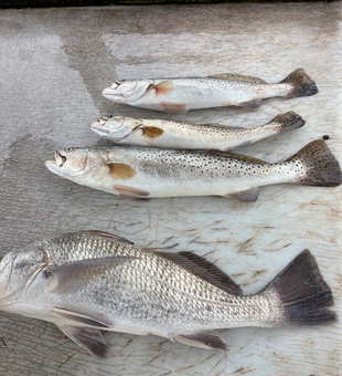 Black drum and speckled trout haul from South Padre Island.