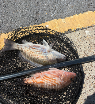 Two grey snappers caught at South Padre Island!