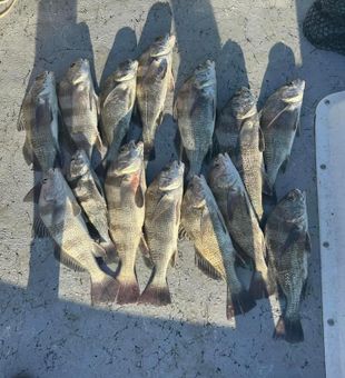 Reeling in Texas-sized Sheepshead dreams