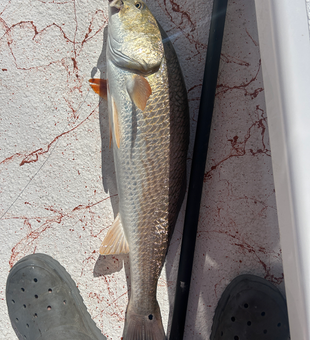 Nice redfish using light tackle and jigging techniques in clear conditions!