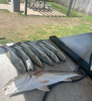 Exciting deep sea jigging results from South Padre Island! Clear conditions made for the best fishing adventure.