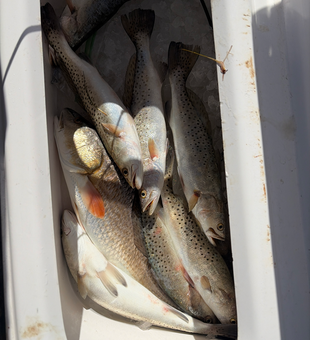 South Padre Island speckled trout and redfish filling the cooler!