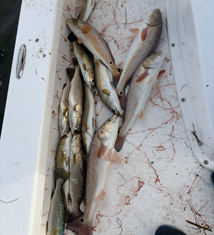 Fresh redfish and speckled trout from South Padre Island waters!